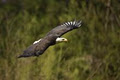 Pacific Northwest Raptors logo