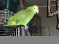 Parrots & Poodles Pet Palace image 2