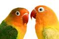 Pet Bird Lovers image 3