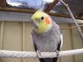 Pet Bird Lovers image 4