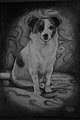 Petloversportraits image 2