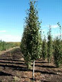 Pidgeon Tree Farms - Calgary image 3