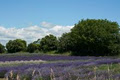 Prince Edward County Lavender image 2