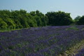 Prince Edward County Lavender image 3
