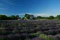 Prince Edward County Lavender image 1