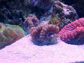 RedFishBlueFish image 2