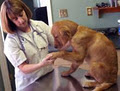 Royal Oak Pet Clinic image 3