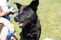 Second Chance Animal Rescue Society (SCARS) image 4