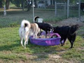 See Spot Run Pet Boarding and Daycare image 4