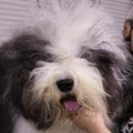 ShaggyChef Reg'd Old English Sheepdogs image 1