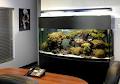 Shiny Fish Aquarium Service image 5