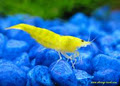 Shrimp-Tank.Com image 3
