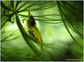 Shrimp-Tank.Com image 6
