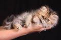 Simply Rose Himalayans (and a Persian) CFA Registered image 2