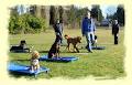 Sit Happens Dog Training Inc. image 3