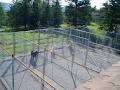 Springfield Kennels image 5