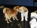 Tailz - Dog Daycare image 2