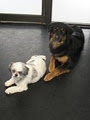 Tailz - Dog Daycare image 3
