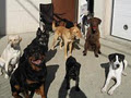 Tailz - Dog Daycare image 5