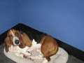 Tailz - Dog Daycare image 6