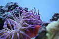 The Box of Water Marine Aquarium Store image 3