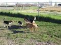 The Playground Dog Daycare & Kennels image 5