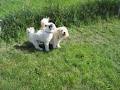 The Playground Dog Daycare & Kennels image 1