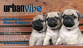 UrbanVibe Pet Photography logo