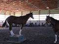 Valley Therapeutic Equestrian Association image 6