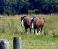 Van Dyck Equine Veterinary Services logo