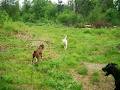 Waggy Tails Resort - North Bay Dog Boarding, Dog Park, North Bay Dog Kennels image 4