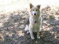 Waggy Tails Resort - North Bay Dog Boarding, Dog Park, North Bay Dog Kennels image 6