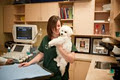 Westbridge Veterinary Hospital image 5