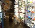 WinRose Animal Hospital image 4
