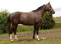 Woodline Equestrian Ltd. image 2