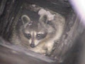 360 Wildlife Control Inc image 3