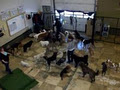 4 Paws Dog Daycare image 2