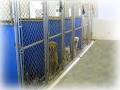 Abitt Like Home Kennels image 2