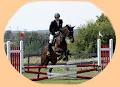 All About Horses at Wits End Equestrian Centre image 5