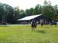 All About Horses at Wits End Equestrian Centre image 1