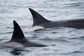 BC Whale Tours image 5