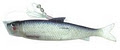 Baitrix Fishing Products Ltd. image 2