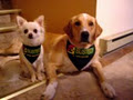 Bark Busters In Home Dog Training image 6