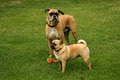 Bark Busters In Home Dog Training image 6