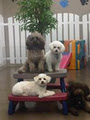 Bark lounge and Spa Company dog grooming image 3