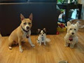 BarkBusters Calgary In Home Dog Training image 1