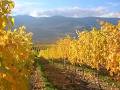 Black Hills Estate Winery image 5