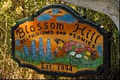 Blossom Hill Nursery logo
