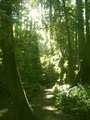 Coastal Revelations Vancouver Island BC Rainforest Tours image 5