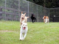 Countryside Boarding, Grooming and Doggie Daycare image 3